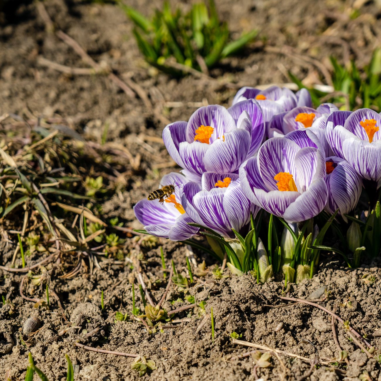 Obrázok Krokus (Crocus vernus) ´PICKWICK´ - 2-3 cibuľky v kvetináči, kont. P11
